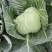 花菜精品量大从优欢迎新老采购诚信就是我们的原则