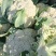 花菜精品量大从优欢迎新老采购诚信就是我们的原则