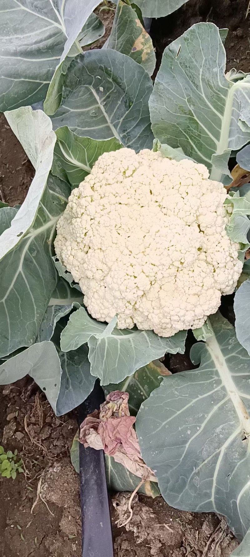 花菜精品量大从优欢迎新老采购诚信就是我们的原则