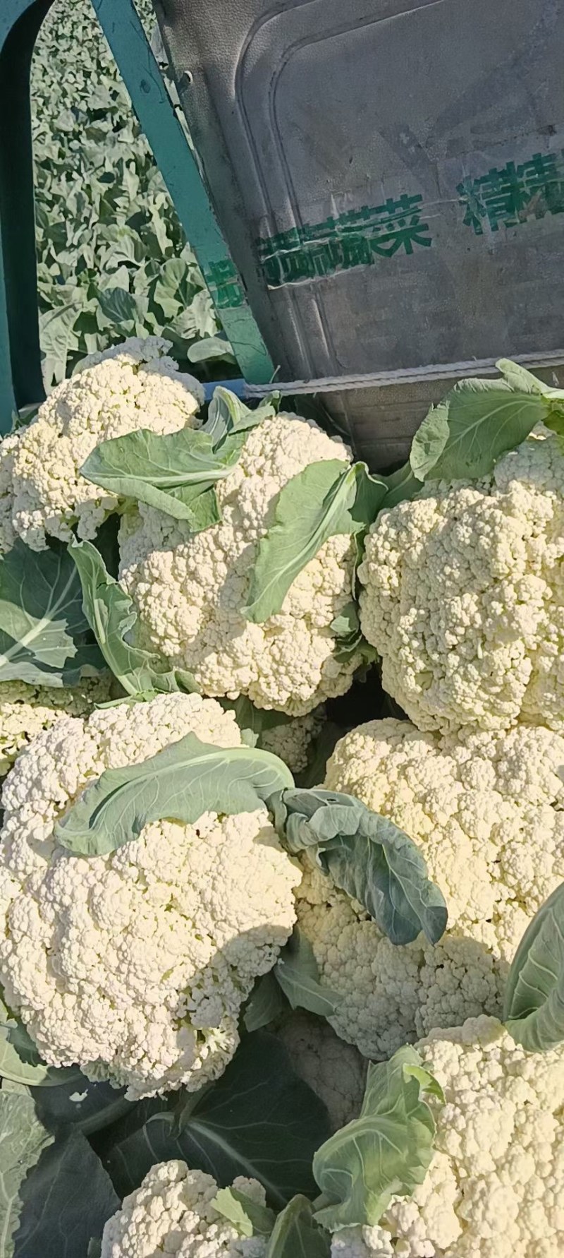 花菜精品量大从优欢迎新老采购诚信就是我们的原则