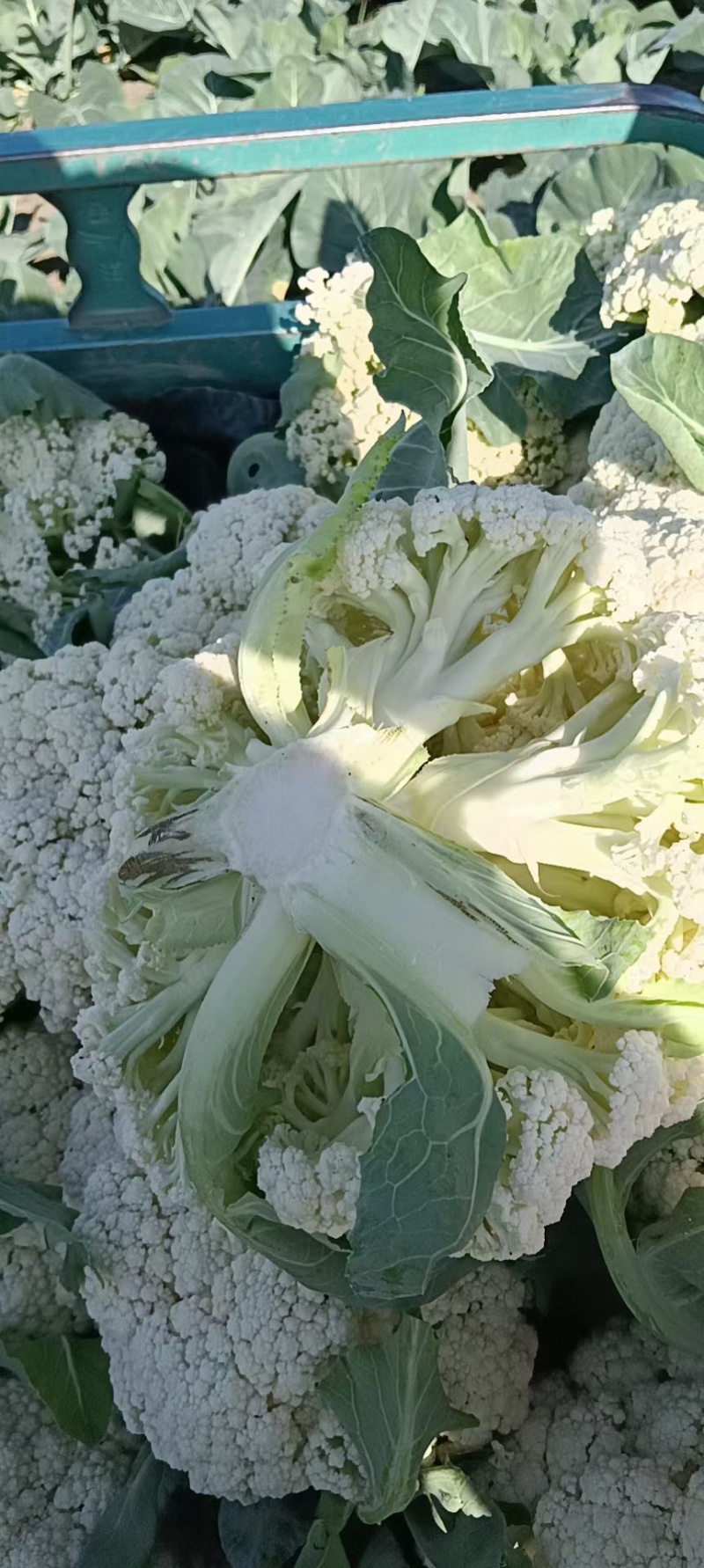 花菜精品量大从优欢迎新老采购诚信就是我们的原则