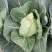 花菜精品量大从优欢迎新老采购诚信就是我们的原则