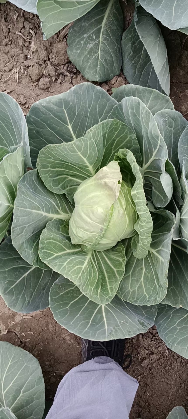 花菜精品量大从优欢迎新老采购诚信就是我们的原则