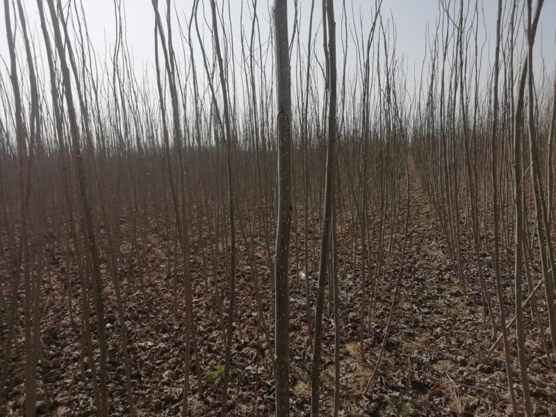 杨树苗中林2025无絮杨，产地直销，自产自销，泗县无絮杨
