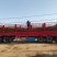 杨树苗中林2025无絮杨，产地直销，自产自销，泗县无絮杨