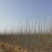 杨树苗南林3804无絮杨树苗，产地直发，自产自销，泗县