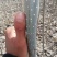 杨树苗南林3804无絮杨树苗，产地直发，自产自销，泗县