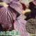水晶双面紫苏种子可食用紫苏全籽四季苏子蔬菜盆栽香草籽