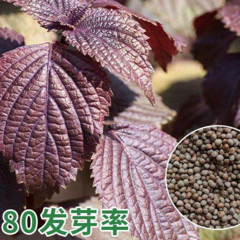 水晶双面紫苏种子可食用紫苏全籽四季苏子蔬菜盆栽香草籽