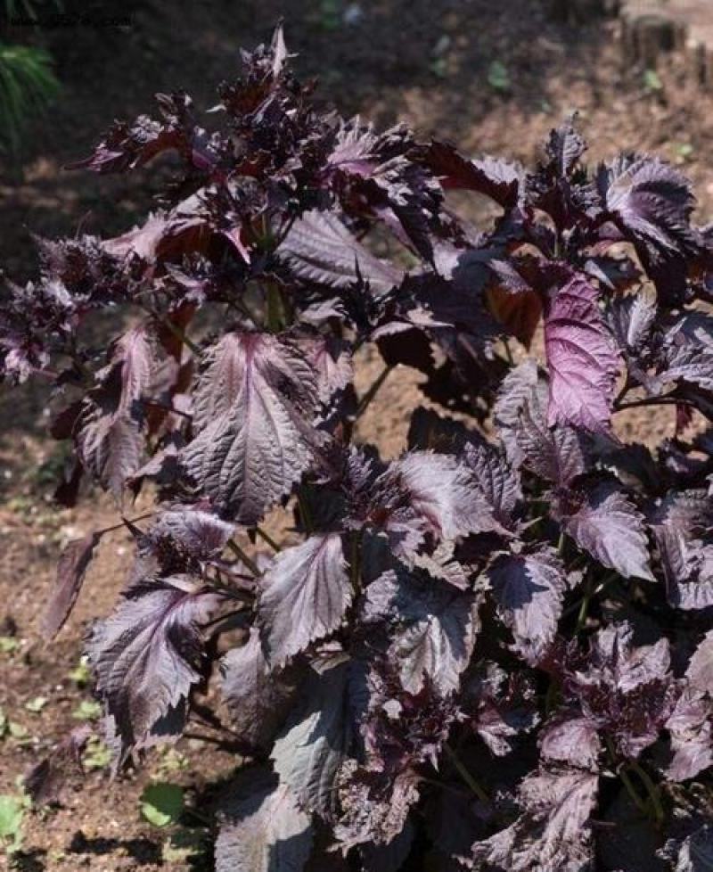 水晶双面紫苏种子可食用紫苏全籽四季苏子蔬菜盆栽香草籽