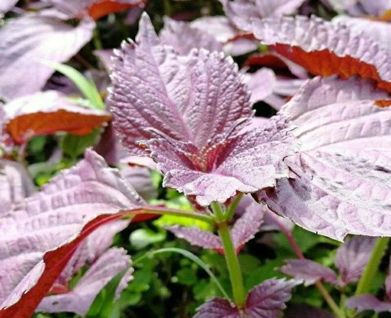 水晶双面紫苏种子可食用紫苏全籽四季苏子蔬菜盆栽香草籽