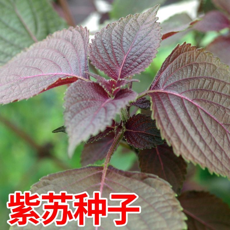 水晶双面紫苏种子可食用紫苏全籽四季苏子蔬菜盆栽香草籽