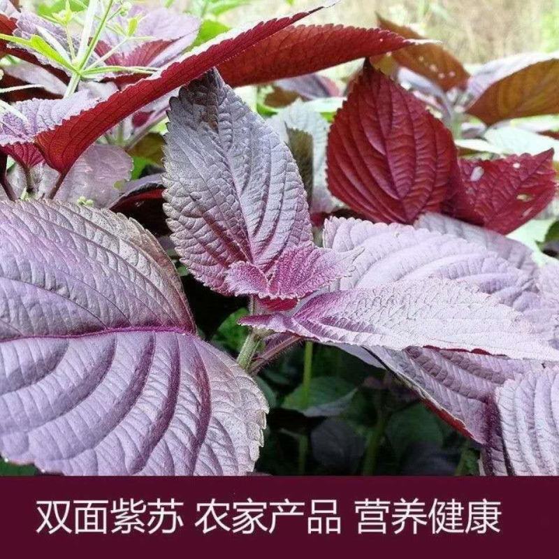 水晶双面紫苏种子可食用紫苏全籽四季苏子蔬菜盆栽香草籽
