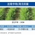氯氟吡氧乙酸小麦除草剂小麦田阔叶杂草