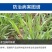 氯氟吡氧乙酸小麦除草剂小麦田阔叶杂草