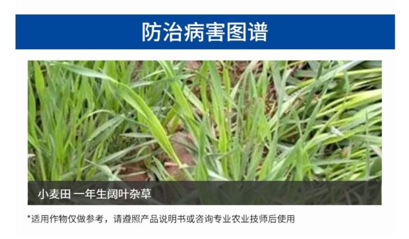 氯氟吡氧乙酸小麦除草剂小麦田阔叶杂草