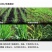 氯氟吡氧乙酸小麦除草剂小麦田阔叶杂草