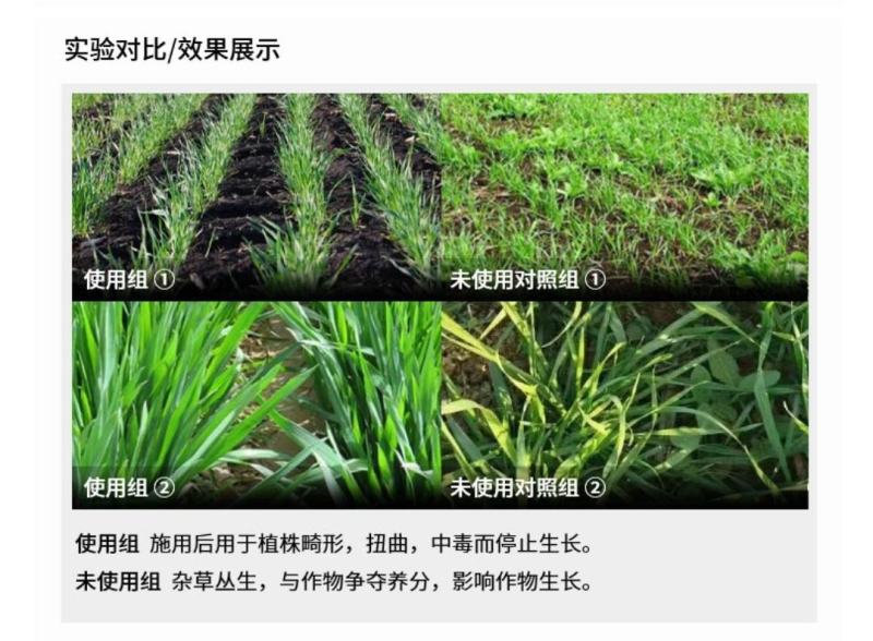 氯氟吡氧乙酸小麦除草剂小麦田阔叶杂草