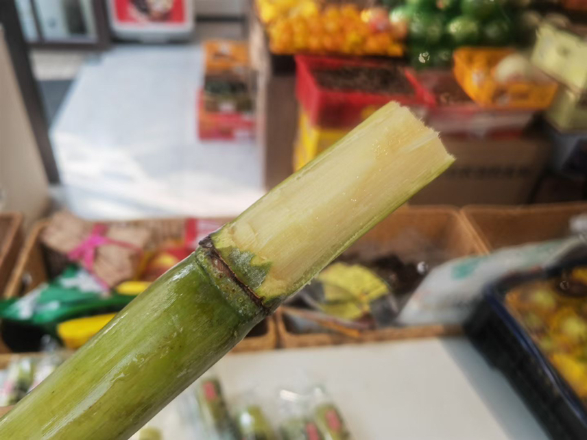 青皮甘蔗特写