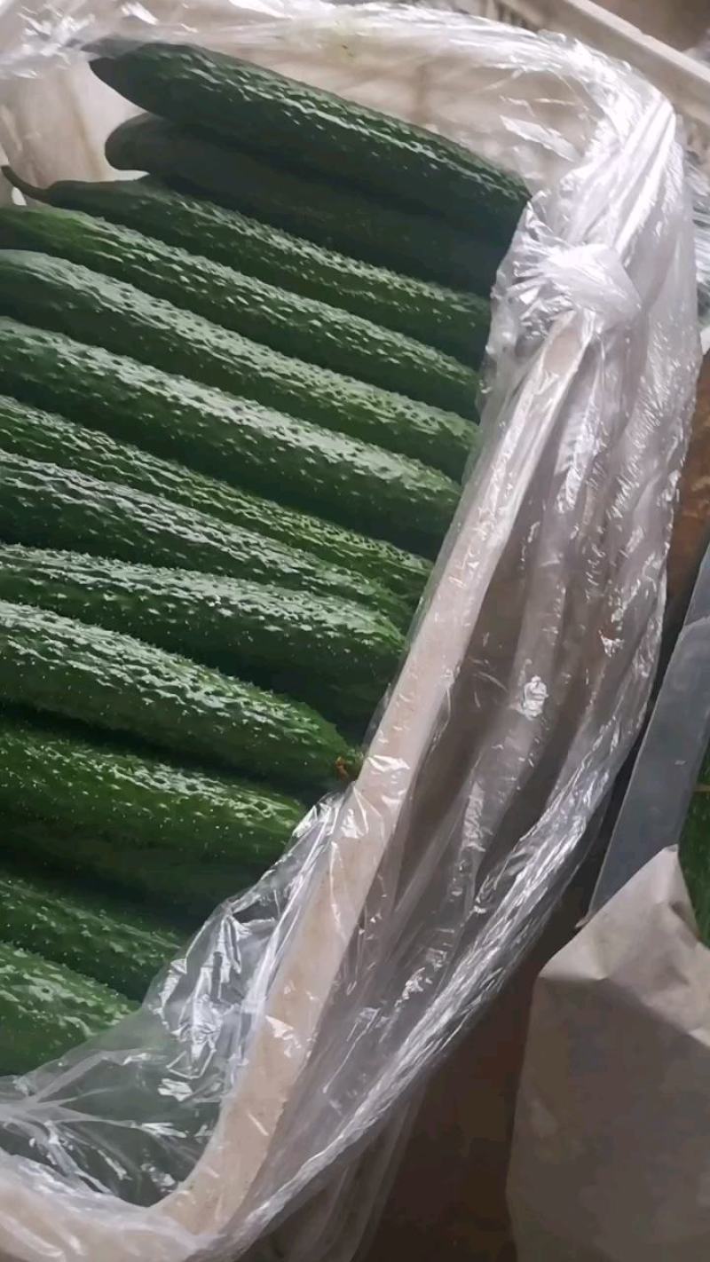 精品黄瓜价格不高