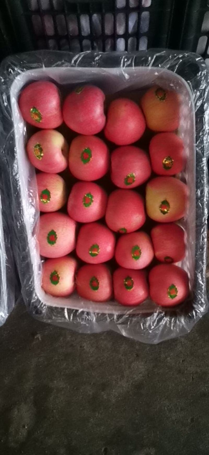 大量供应精品苹果