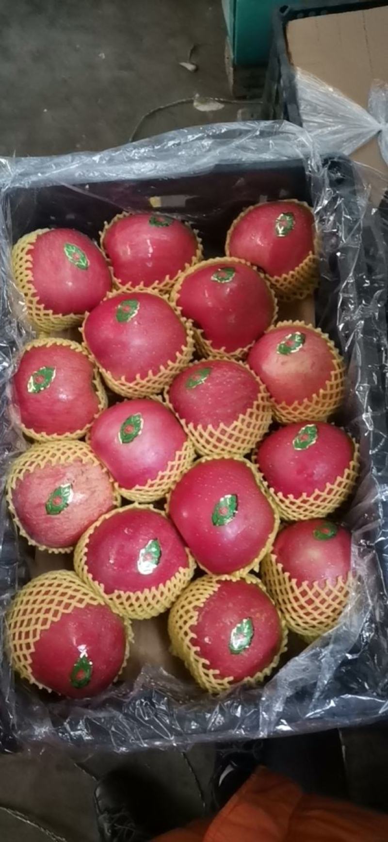 大量供应精品苹果
