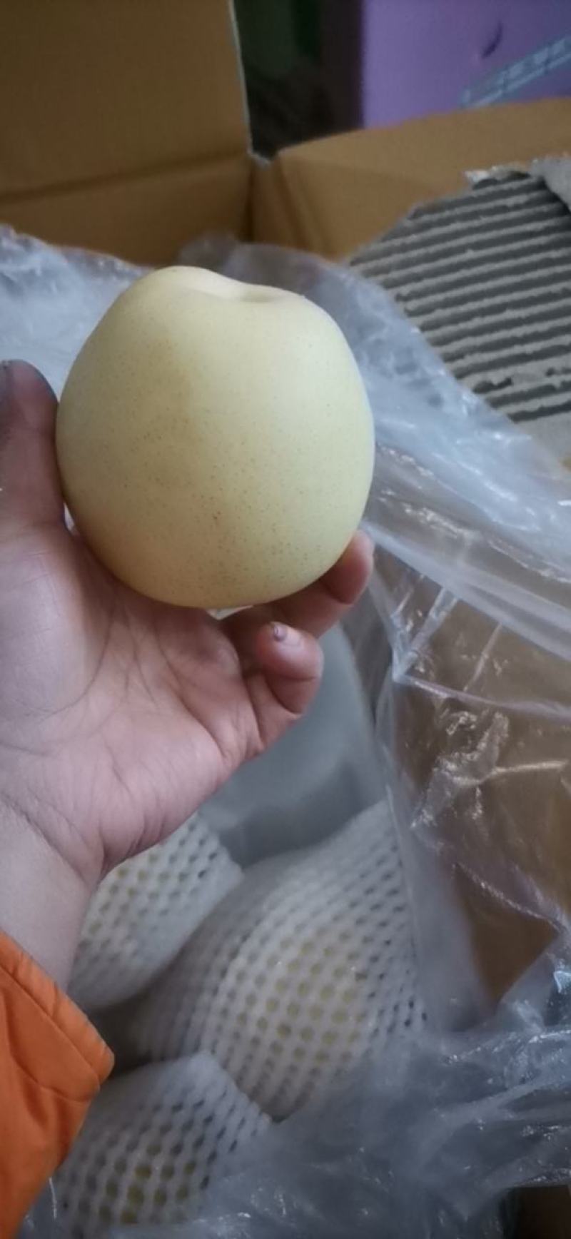 皇冠梨