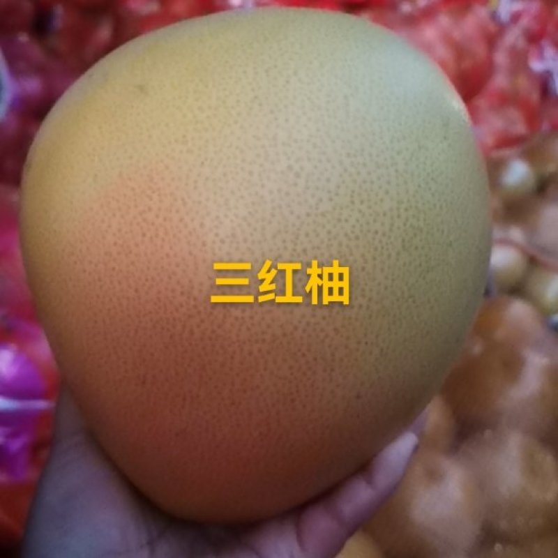 三红柚