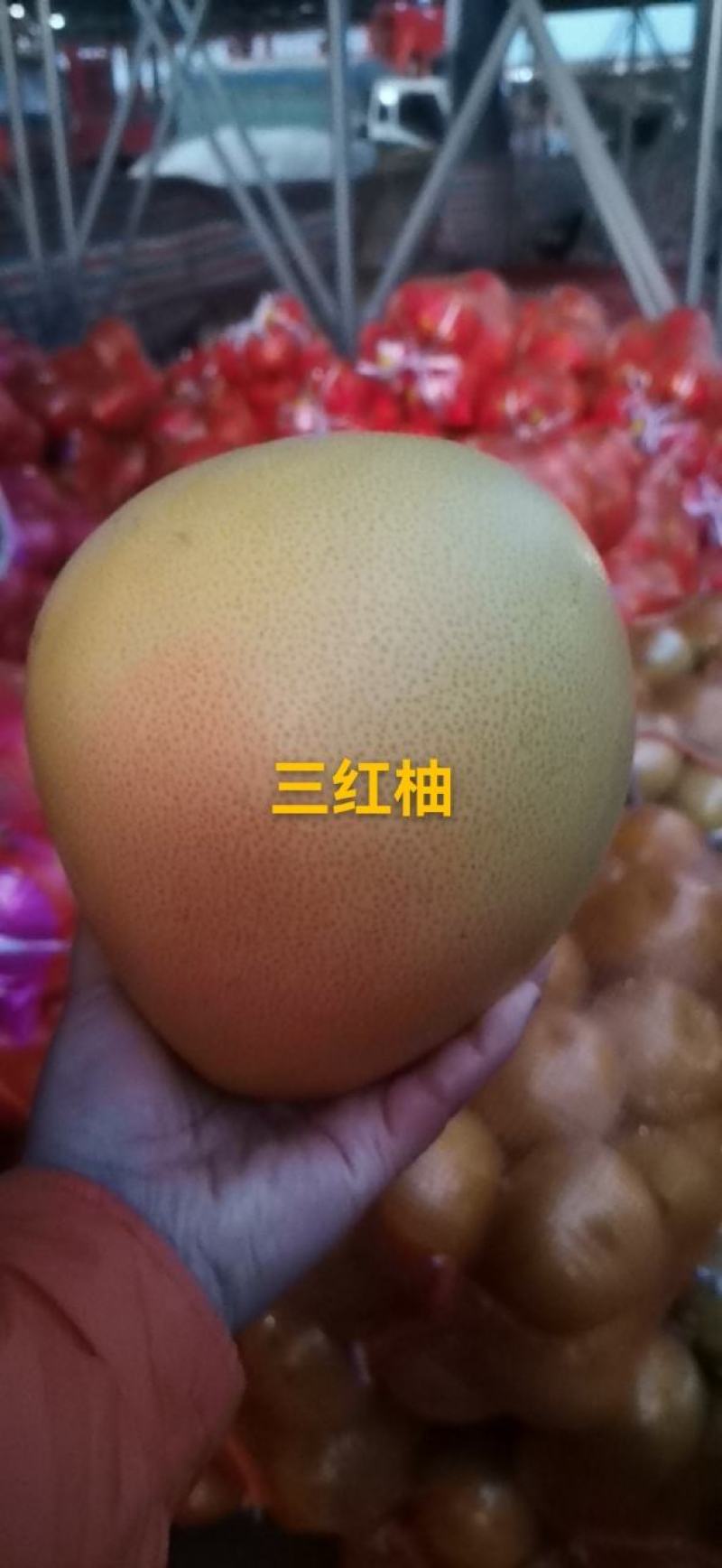 三红柚
