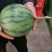 大量供应各种西瓜
