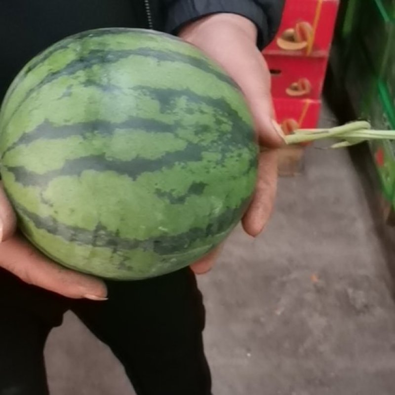 大量供应各种西瓜