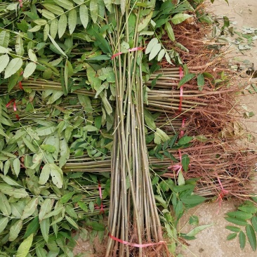 香椿香椿苗红油香椿苗香椿树苗各种规格大量供应