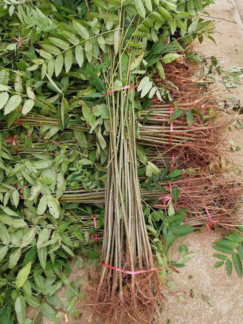 香椿香椿苗红油香椿苗香椿树苗各种规格大量供应