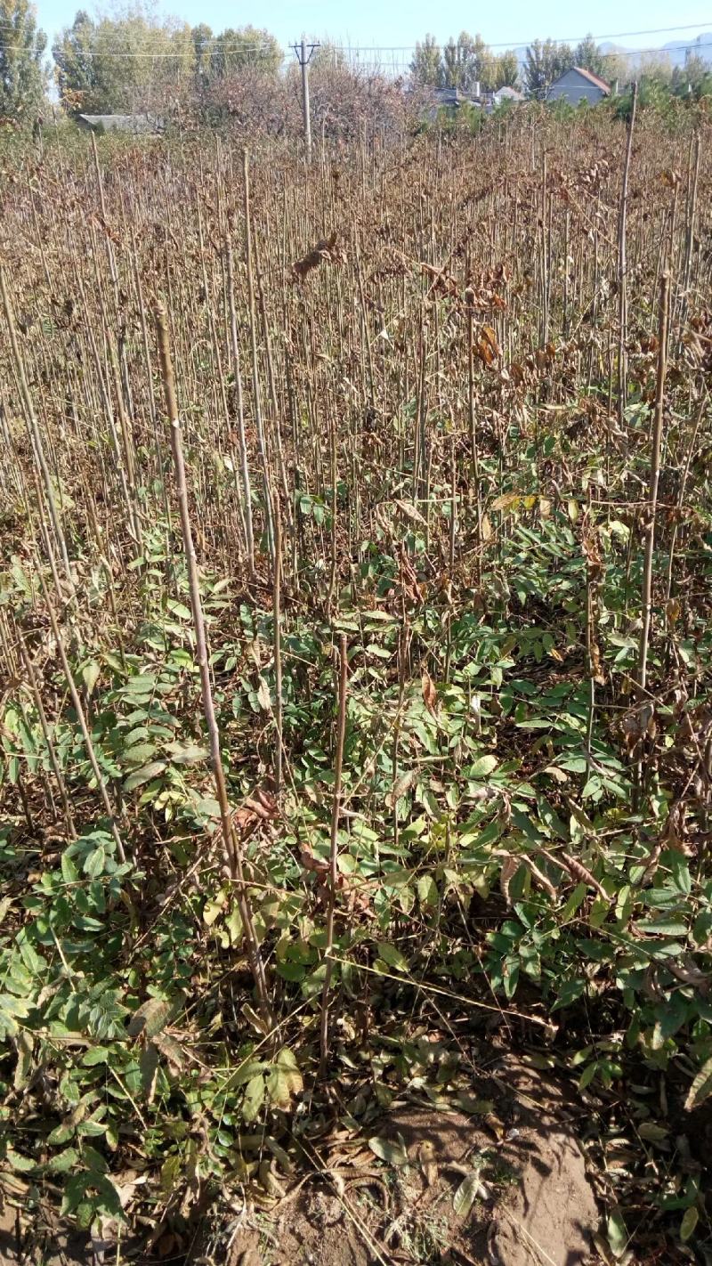 香椿香椿苗红油香椿苗香椿树苗各种规格大量供应