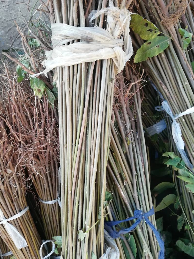 香椿香椿苗红油香椿苗香椿树苗各种规格大量供应