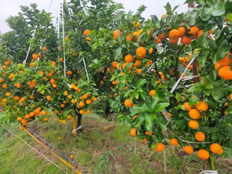 四川资中金秋沙糖桔，颜色火红，口感纯甜已大量上市