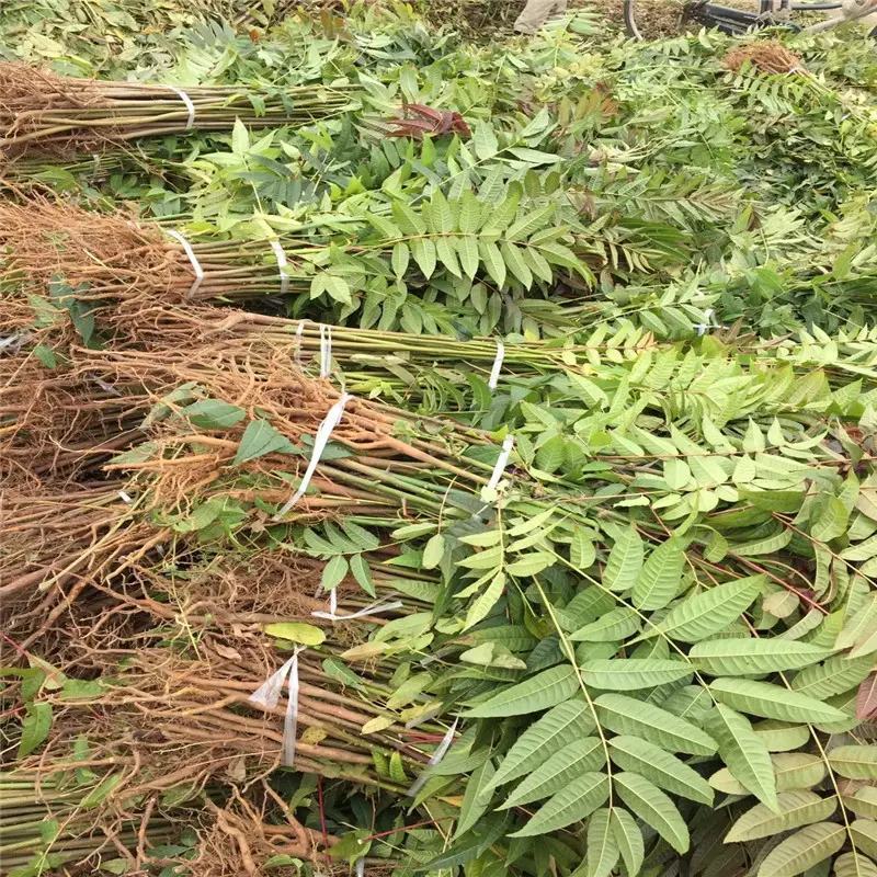 香椿香椿苗红油香椿苗香椿树苗各种规格大量供应
