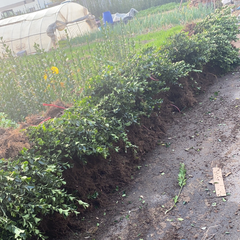 大叶冬青常绿灌木小区公路园林绿化专用裸根杯苗
