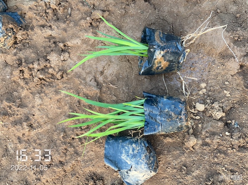 水生鸢尾苗黄花鸢尾续跟花卉基地直发可视频看货