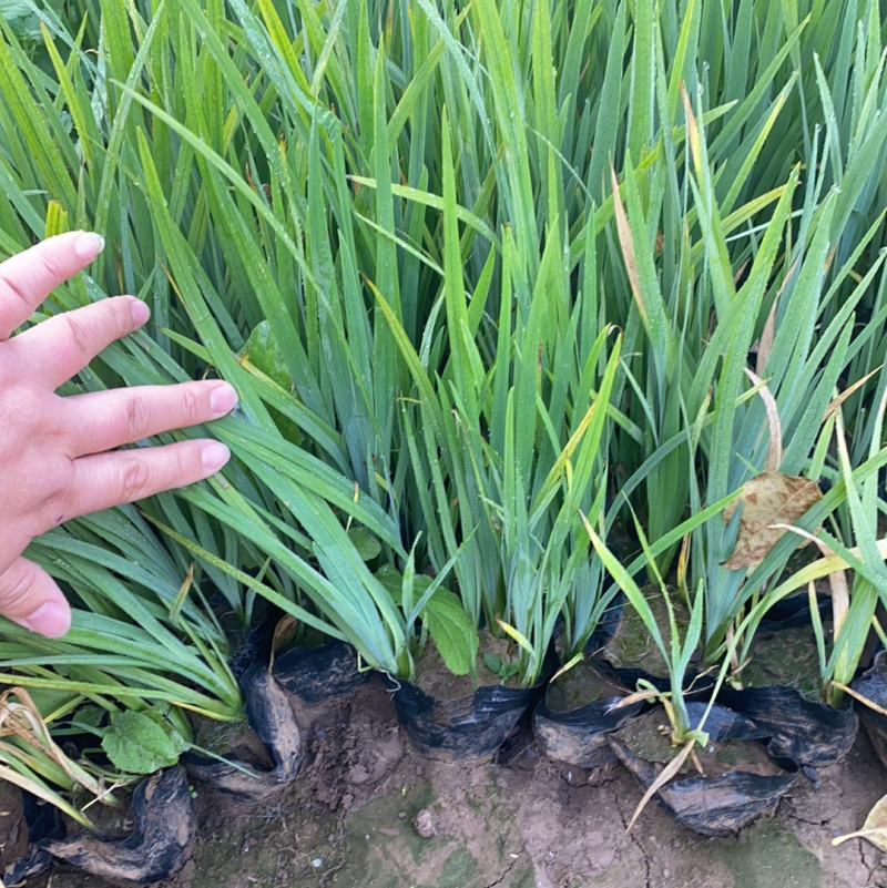 水生鸢尾苗黄花鸢尾续跟花卉基地直发可视频看货