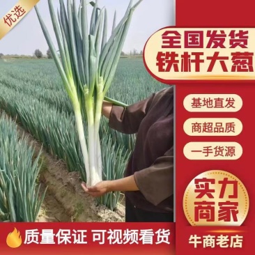 甘肃铁杆大葱全国发货产地直供诚信经营欢迎合作