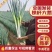甘肃铁杆大葱全国发货产地直供诚信经营欢迎合作
