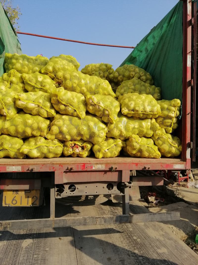 芥菜疙瘩陆续上市，包上车，单棵1斤左右来电咨询