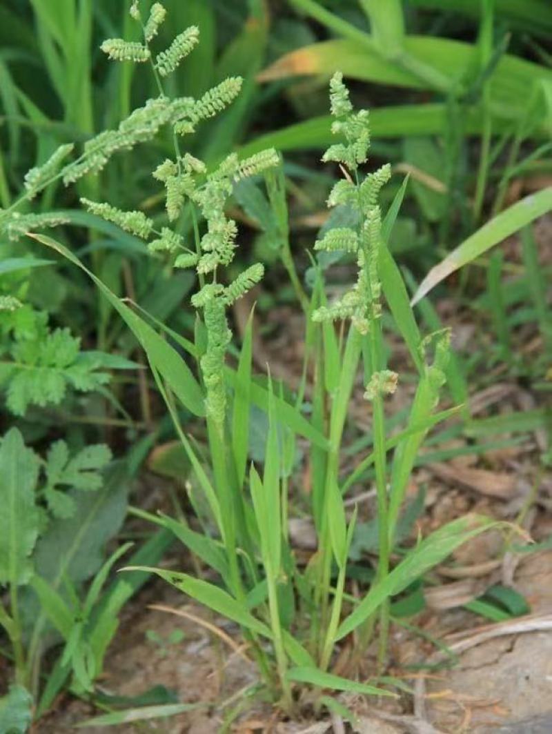 棒棒草籽菵草水粺籽苦梗草棒头草耐寒小龙虾养殖