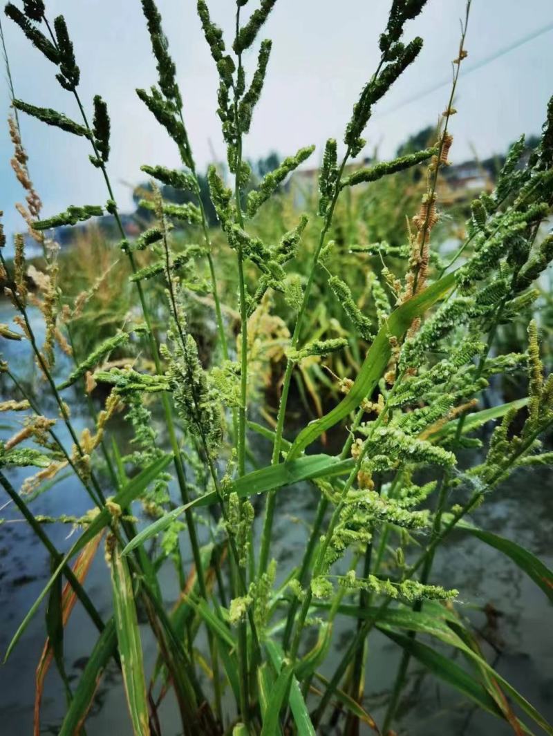 棒棒草籽菵草水粺籽苦梗草棒头草耐寒小龙虾养殖