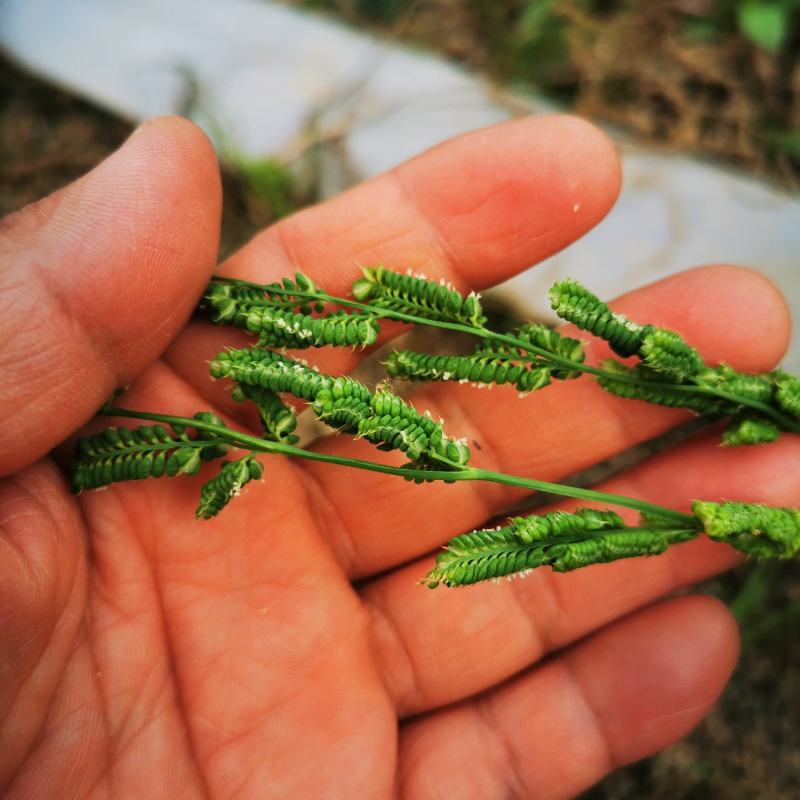 棒棒草籽菵草水粺籽苦梗草棒头草耐寒小龙虾养殖