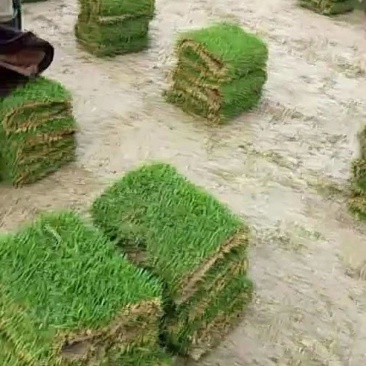 马尼拉草坪