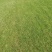 马尼拉草坪