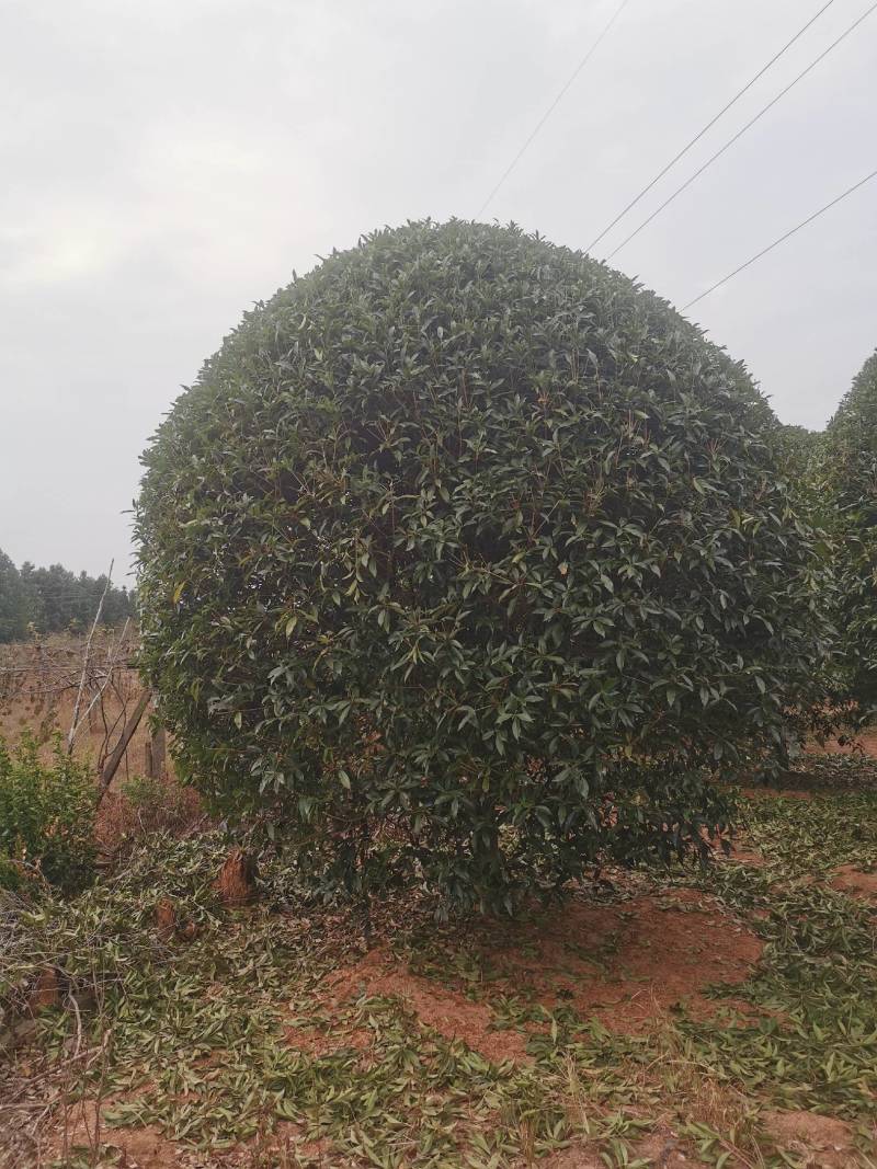 桂花