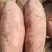 西瓜红紫薯龙薯九号红薯烟薯济薯淀粉薯甜蜜烤薯养殖用红薯